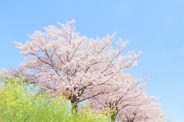 桜